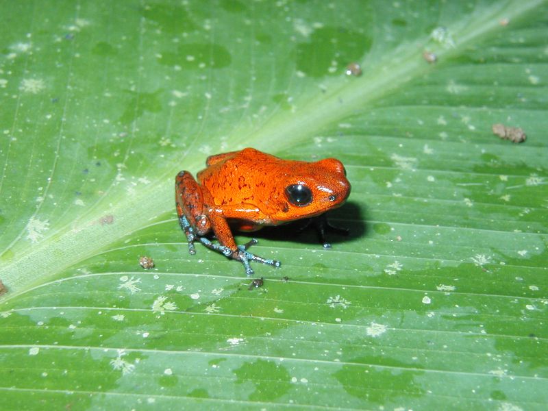 Blue Poison Dart Frog