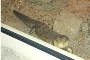 Blue Tongue Skink